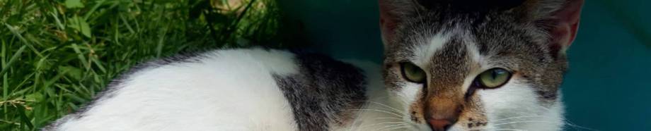 Mecka Tierfreunde unter Meckenbeuren, 